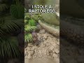 I Stole a raptor egg #shorts #ark #gaming