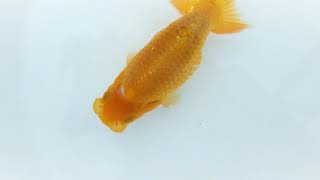 DSCF7348