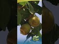 شجرة العناب هل سبق وسمعت بها