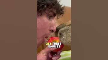 The Secret to Taming Capybaras! #urbanrescueranch