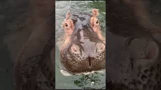 हिप को तैरना नहीं आता पानी में #facts #animals #amazingfacts