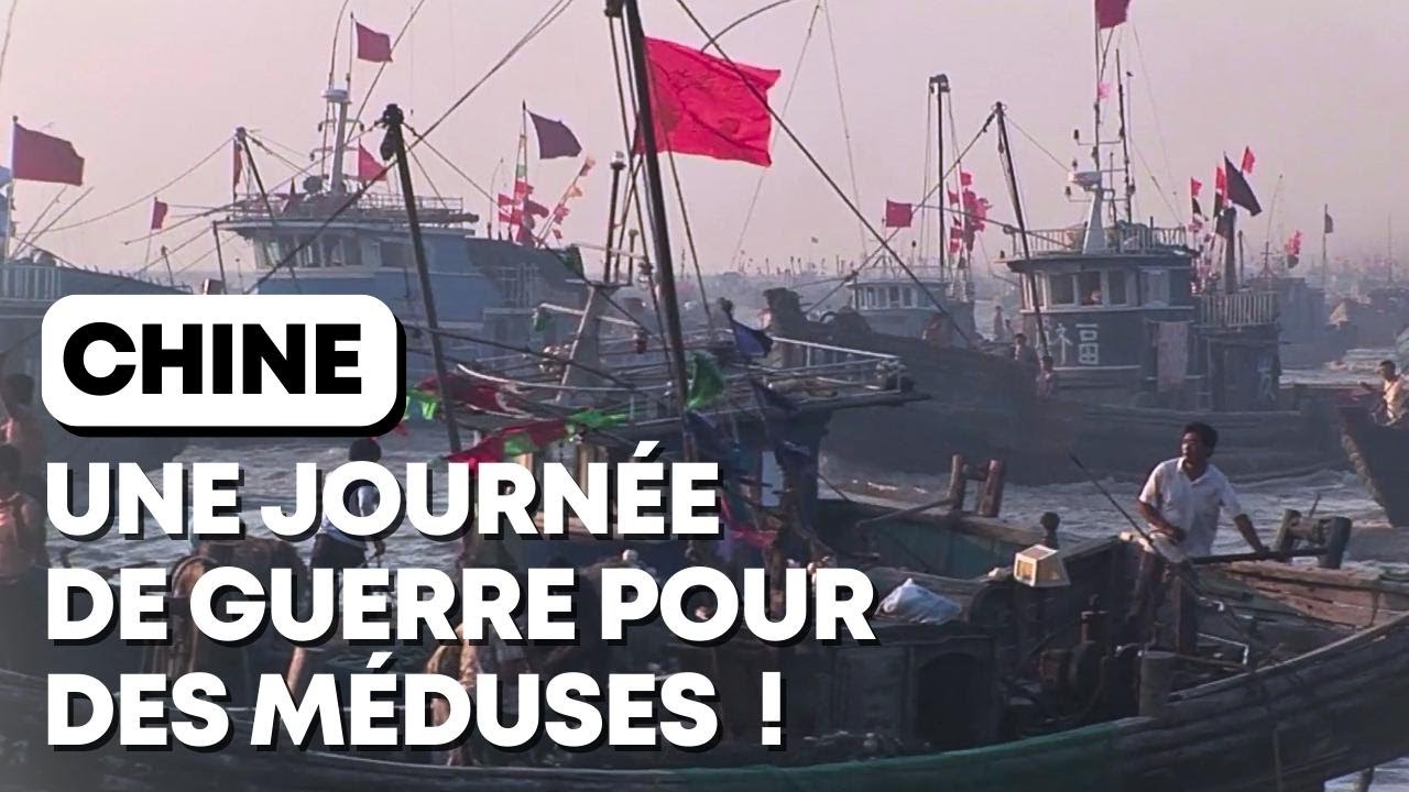 Chine : une journée de guerre pour des méduses