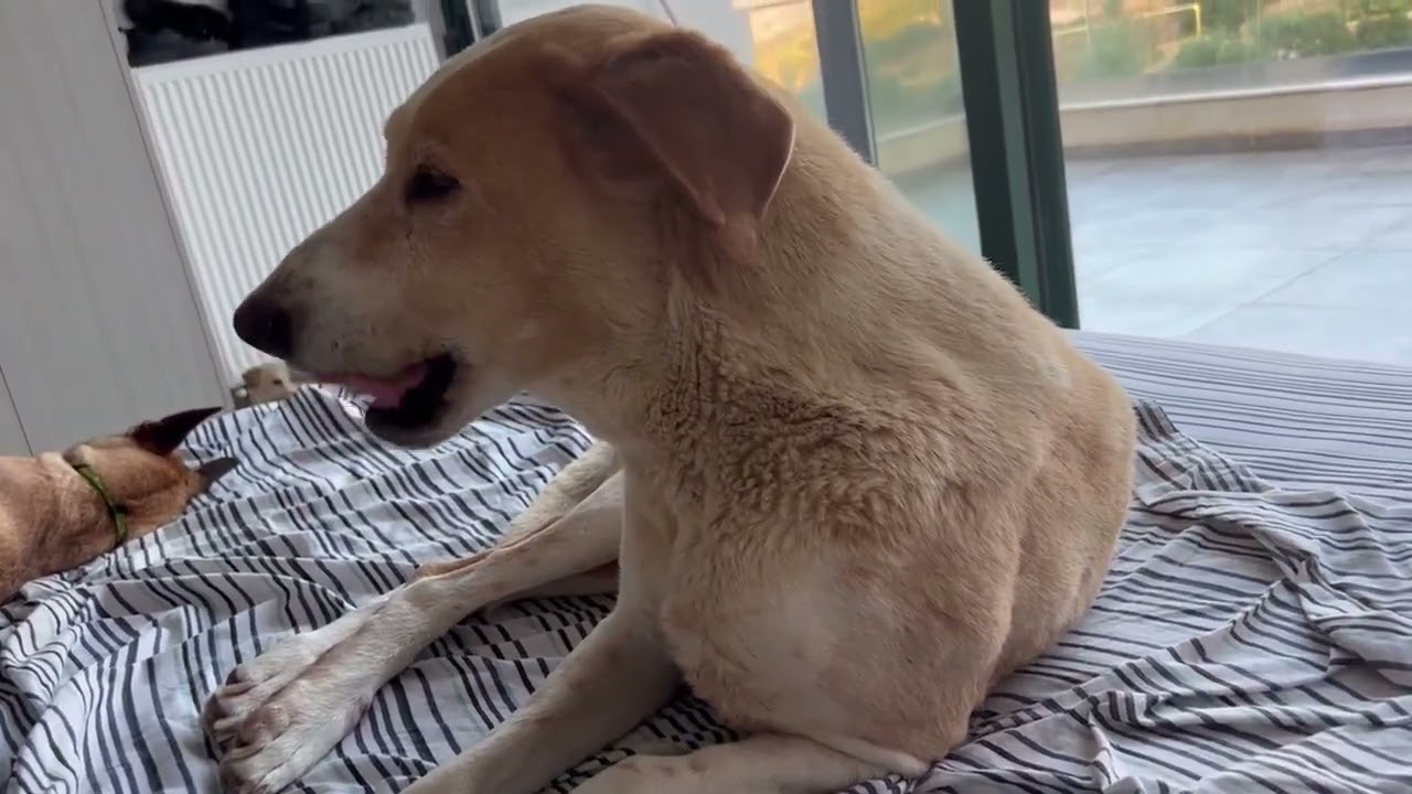 Anna had the best sleep in my bed last night - Takis Shelter