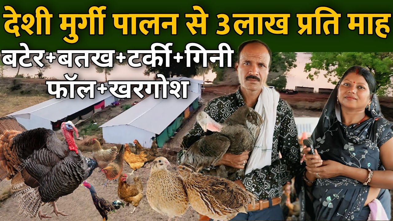देसी मुर्गी पालक 70 लाख के शेड से 3 लाख रु. प्रति माह की कमाई । घर से शुरू किया मुर्गी पालन