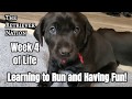 Puppies week 4sound desensitization potty training and weening raising a litter
