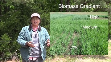 How Can Cover Crops Best Suppress Palmer Amaranth?