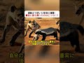 深夜まで続いた緊張の攻防！ 最後に勝ち残ったのはどっち！？ #ラーテル #ハイエナ #野生動物 #生態 #自然観察