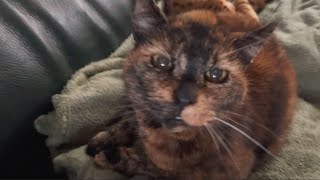 SHES GETTING SO OLD 18 ✨😻 Maggie the Tortie Cat Enjoying Cuddles and Catnip #rescuecat #tortiecat by Maggies Houz 566 views 4 months ago 1 minute, 53 seconds