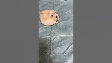Loudest guinea pig ever❤