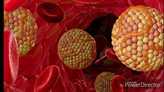 Xolesterin taom bilan kiradimi HD