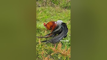 Bantam Phoenix Qaib Dib Tw Ntev #reels #shorts #chicken #gamefowl #ayam #gallos #मुरग़ा #मुर्गा