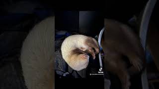 They grow so quickly 🥰 #ferrets #pets #animals #trending #viral #followus
