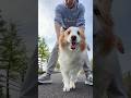 ボーダーコリーを飼う人へ、見守る #わんだブログ #猫 #犬 #dog #cat #vlog