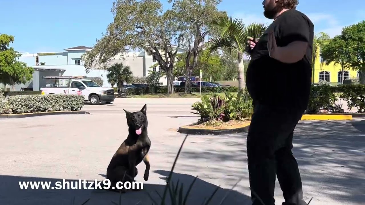 Advance off leash obedience with K9 Nala