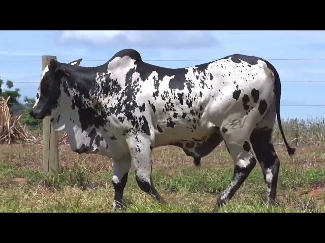Lote 91 - 19° Leilão Fazenda Fortaleza