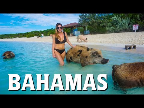Video: Đảo lợn ở Bahamas