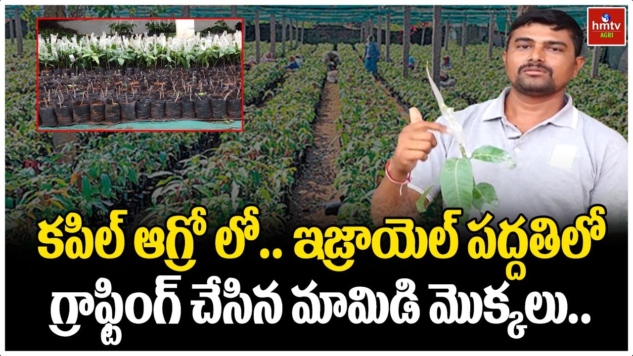కపిల్ ఆగ్రో లో.. ఇజ్రాయెల్ పద్దతిలో గ్రాఫ్టింగ్ చేసిన మామిడి మొక్కలు.. l 7815886309 l hmtv Agri