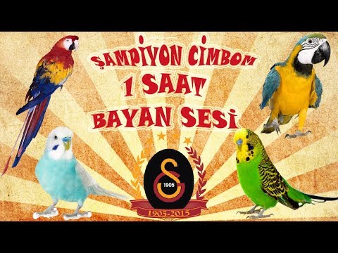 Şampiyon Cimbom ses kaydı muhabbet kuşu ve papağan konuşturma şampiyon cimbom kadın sesi