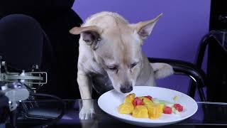 Charlie Chows Down on Fruta Picada!
