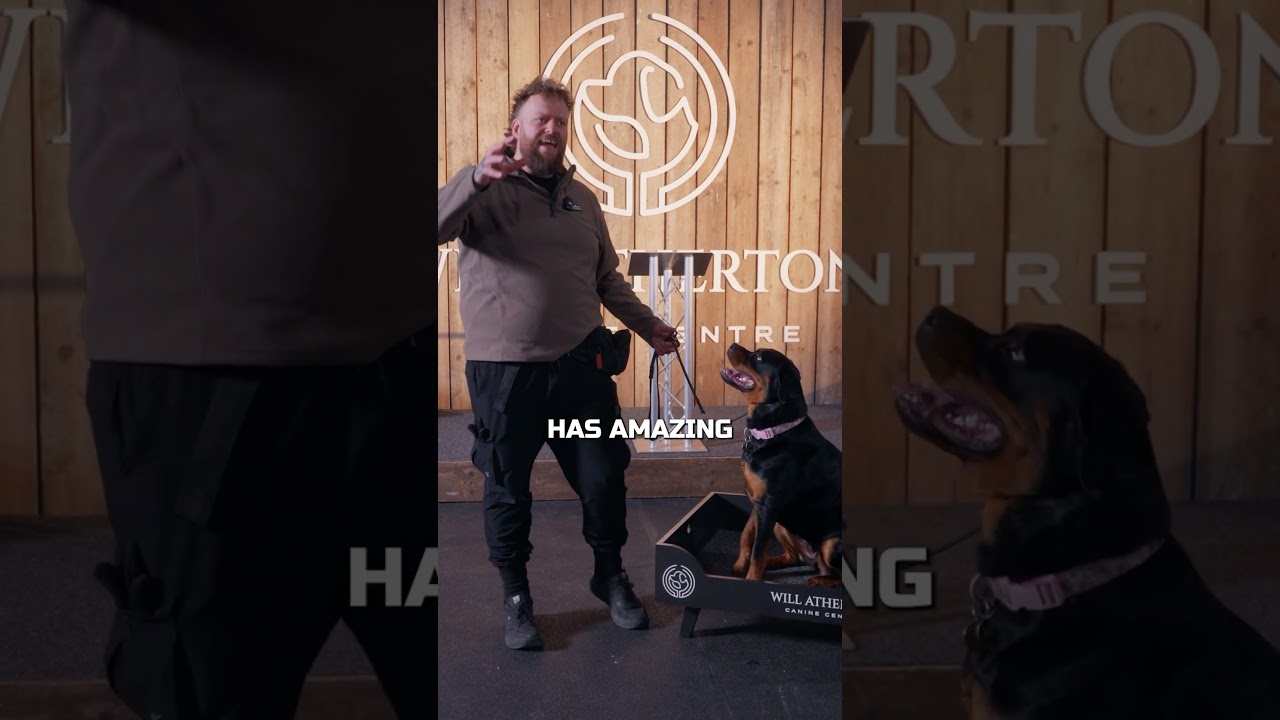 Why You Should Get A Rottweiler