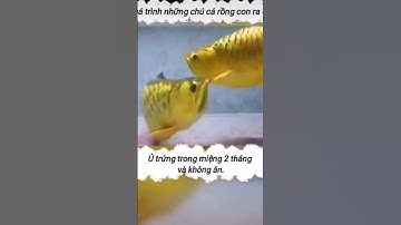 Cách nuôi cá rồng sinh sản trong hồ kính