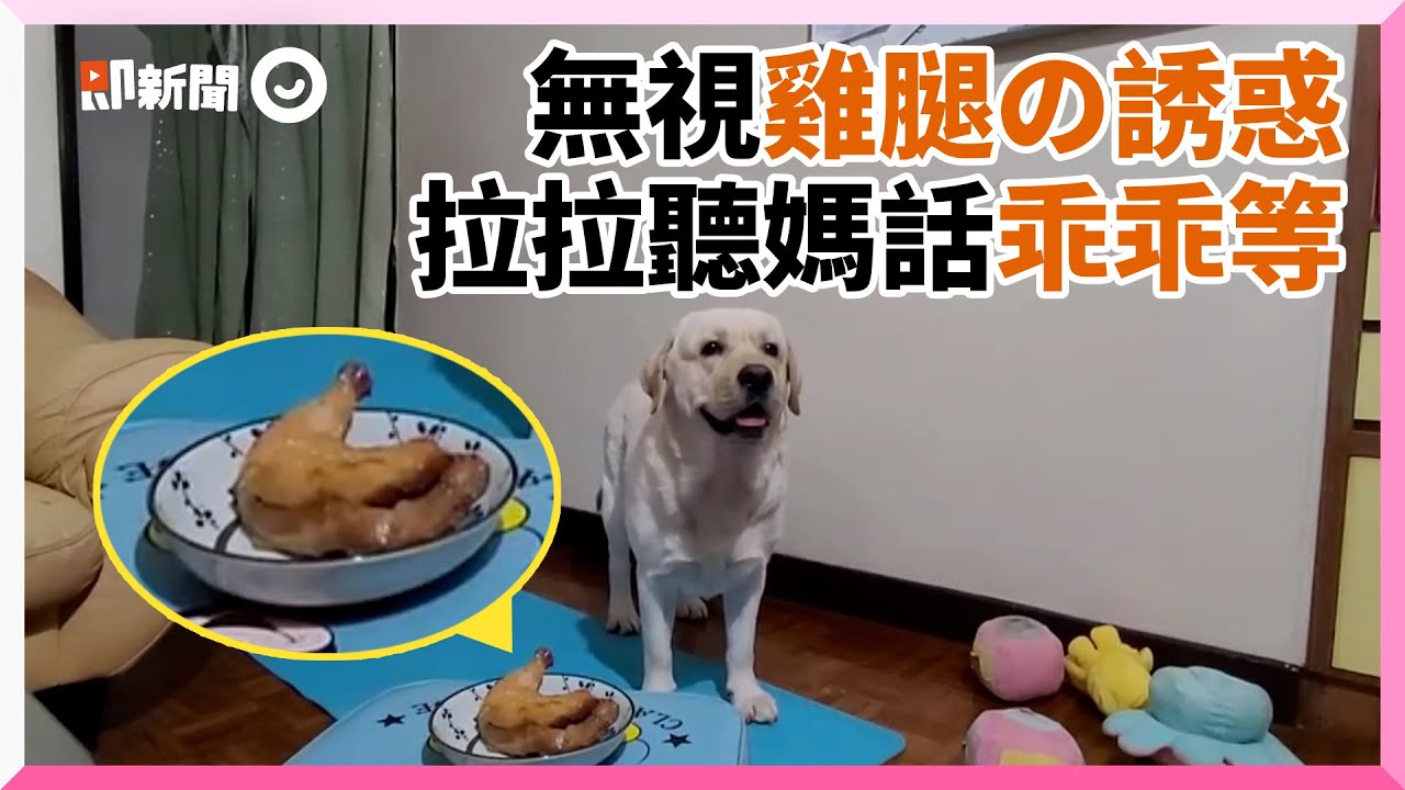 淡定拉布拉多無視雞腿誘惑原地乖等媽媽還還帥氣離去 寵物動物 狗 拉拉 Youtube