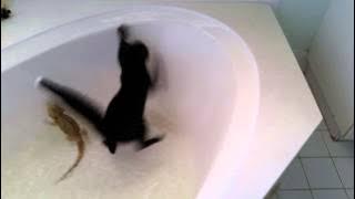 Alistair the cat falls in the tub