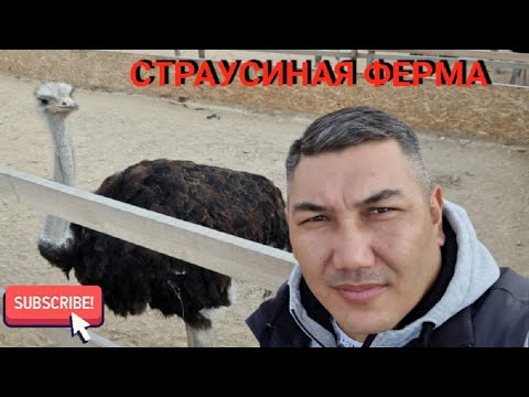 Страусиная ферма! Экзотические птицы! Отдых с детьми!