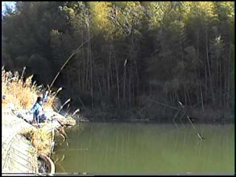 へらぶな釣り 冬の野池 その瞬間 Youtube