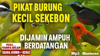 Pancingan Suara PIKAT Semua Jenis Burung Kecil Paling AMPUH‼️TERBARU || Bisa Untuk MASTERAN