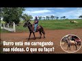 Como corrigir um burro que está me carregando nas rédeas