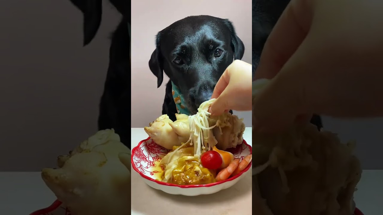 What I ate today is pig claws~ QQ's glutinous mother is so delicious. Cute pet debut plan. Fan 🌈 P49