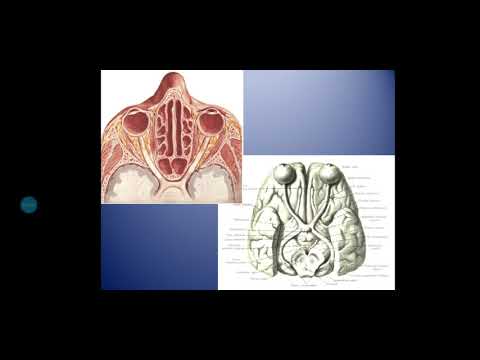 Bosh miya juft nervlarining funksional anatomiyasi I VI