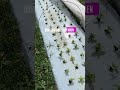 Use the light side up when planting beds into warm season