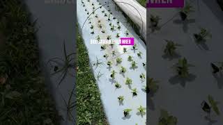 Use the light side up when planting beds into warm season