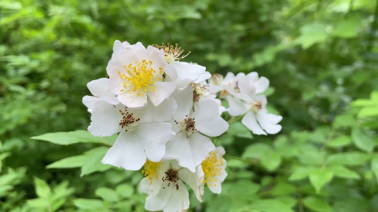 Karst Natural Area Trail Hike - Bluespring Caverns Park, Bedford, Indiana - May 2025