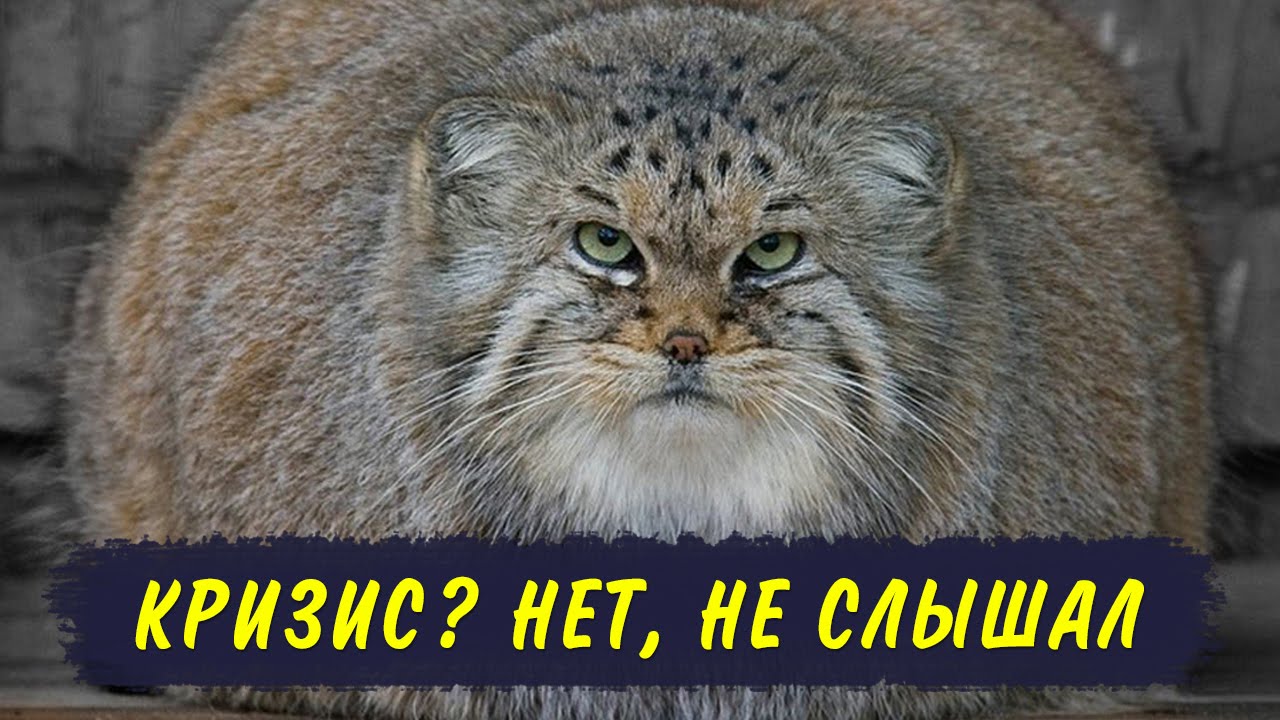 Картинка фото нет кризис, старых