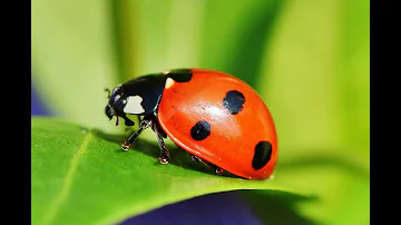 ¿Que son y cuál es la importancia de los entomopatógenos para manejo de plagas?