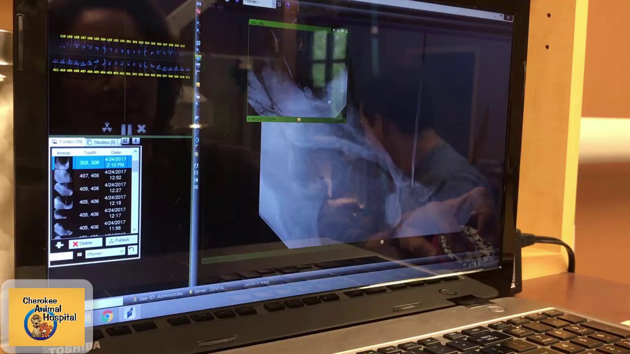 canton georgia area code Are Pet Dental X-rays Necessary? Canton Georgia Veterinarian & Animal Hospital