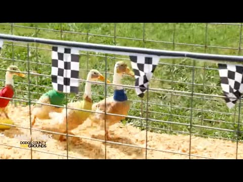 Family Entertainment Stages at the Dodge County Fair - Beaver Dam, Wisconsin