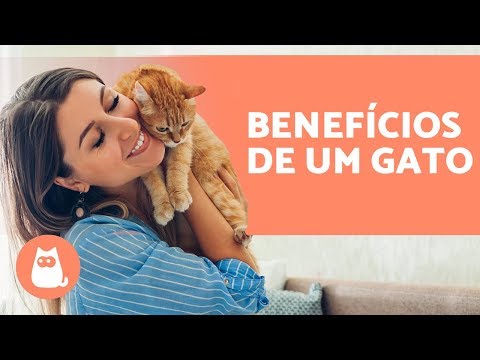 Vídeo: Um Gato Em Casa é Bom Ou Ruim?