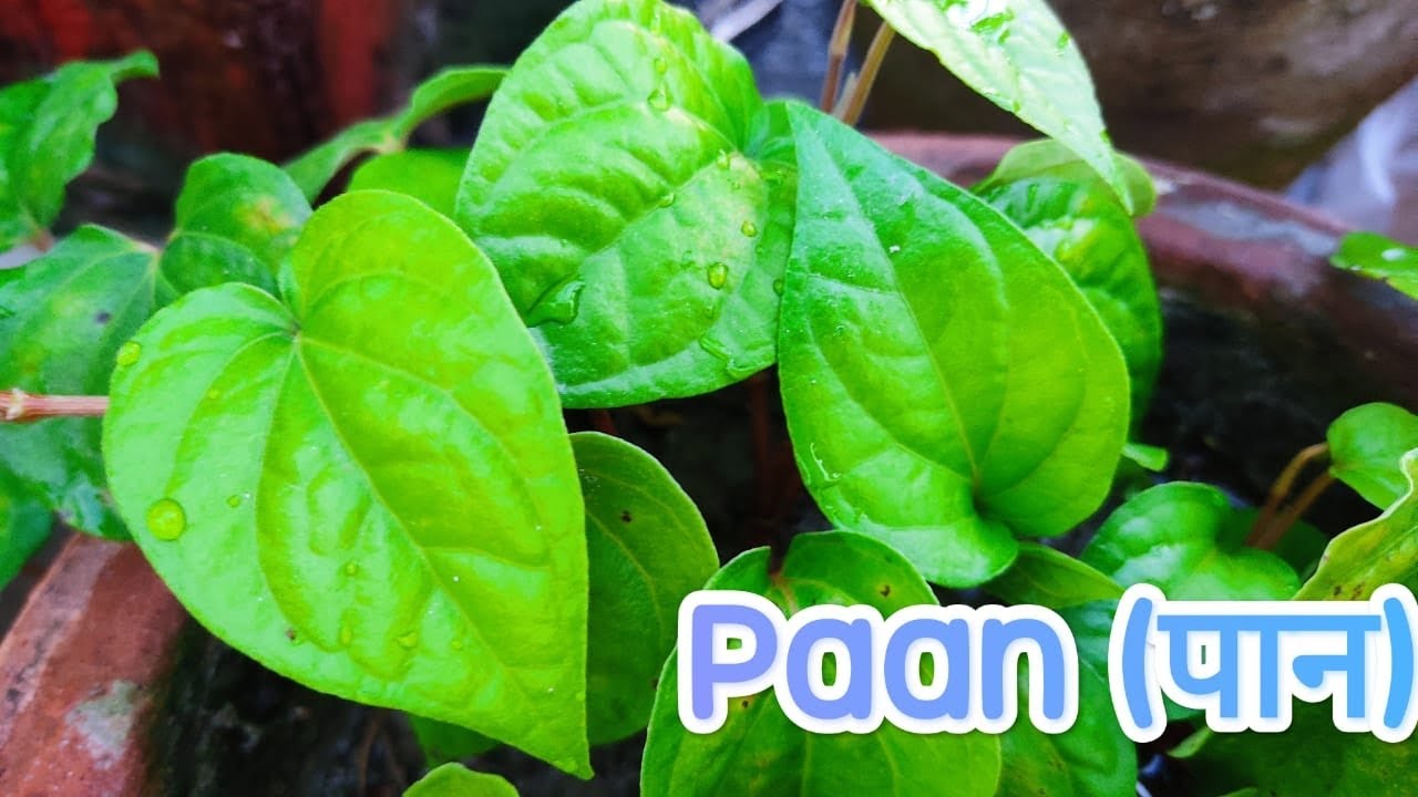 घर पर पान का पौधा कैसे लगाएं How To Grow Betel Leaf Plant At Home. betelleaves homegardening