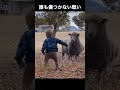 誰も傷つかない戦いがここにあった #violin #music #remix #funny #phonkagressive #automobile