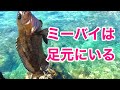 【沖縄釣り】釣りにくい冬に初心者でもミーバイを釣る方法【沖縄ルアー】