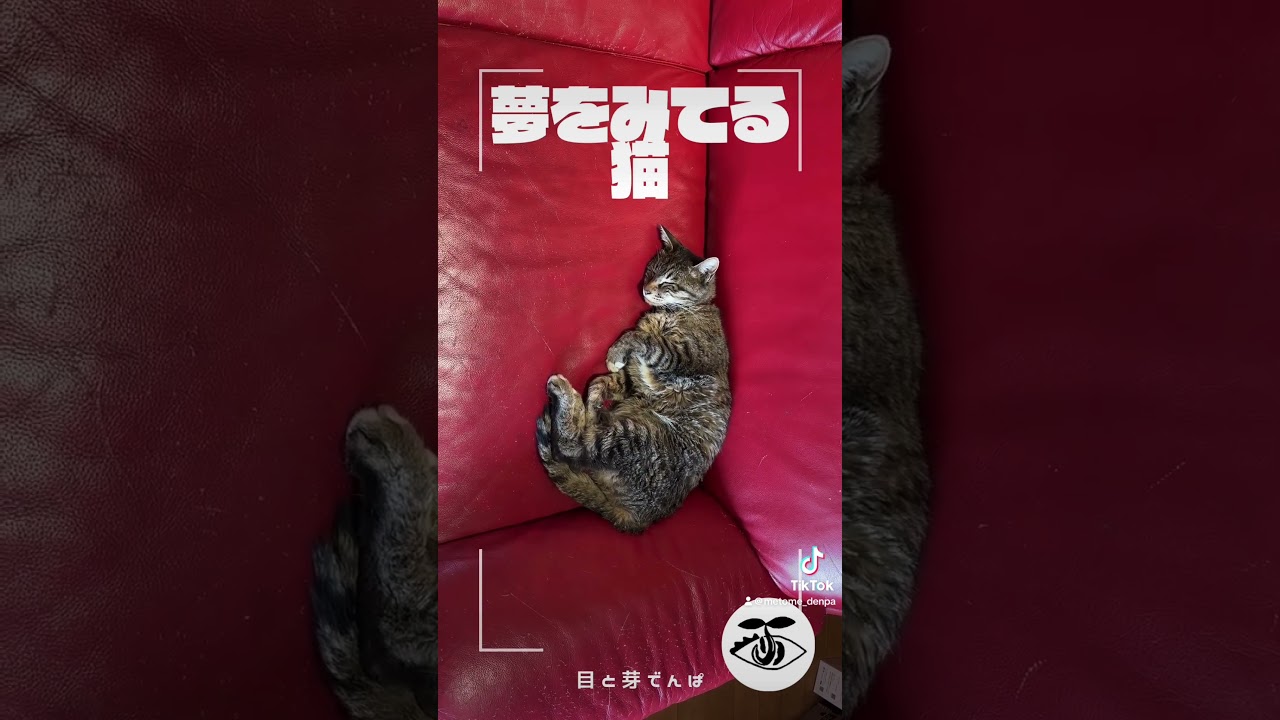 夢を見てる猫　#猫   #猫のいる暮らし  #猫のいる生活　#夢