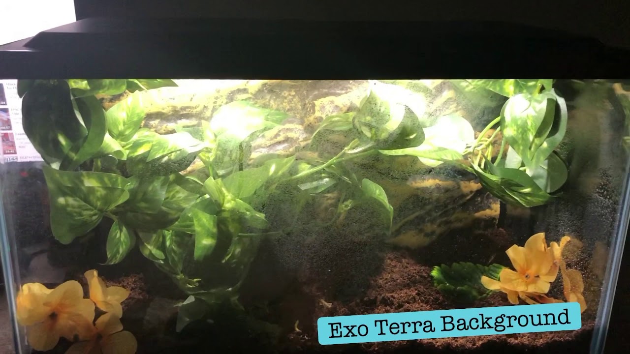 Baby Pacman Frog Cage Tour YouTube baby-pacman-frog-cage-tour-youtube