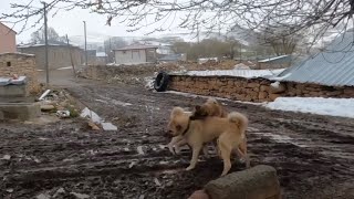 Karabaşlar Façaya Daldi Façanin Bi̇r Dönüşü Yetti̇