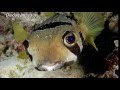 Palau reef fish and new slingjaw wrasse 2015 (4K video)