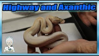 Famous MY HATCHLINGS AFTER SHED (Highway and Axanthic Clutches Post-Shed) Profile