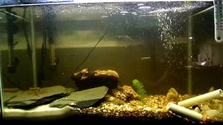 glass catfish info and guide